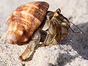 Hermit Crab